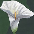 Calla Lily