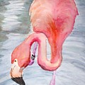 Curious Flamingo
