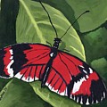 Red Postman Butterfly