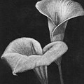 Two Calla Lilies