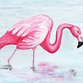 Wading Flamingo